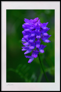 Purple Vetch Flower Cluster