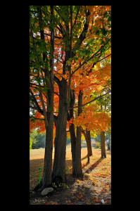 Oak & Maple 6th Con-Autumn