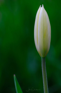 The Elegance of a Single Tulip