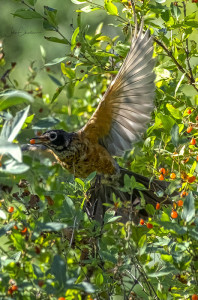 Juvenile Robin at Honeysuckle Bush