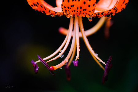 Tiger Lily after the Rain