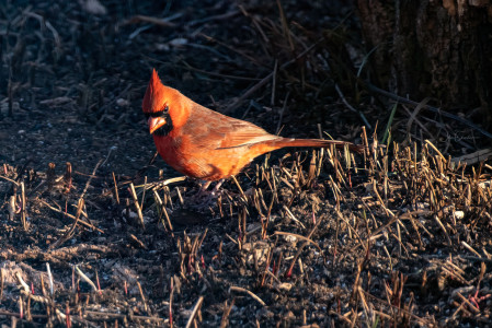 Cardinal in morning sun