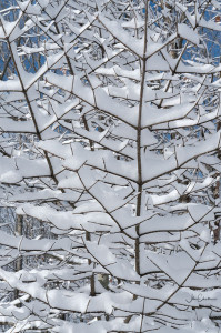 Branches full of Snow
