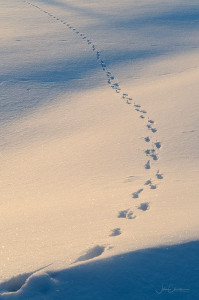 Coyote Track