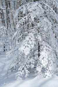 Young Fir Blanketed in Snow