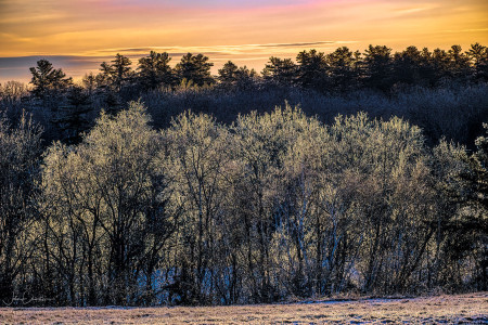 Ice on Backlit Trees at Sunrise