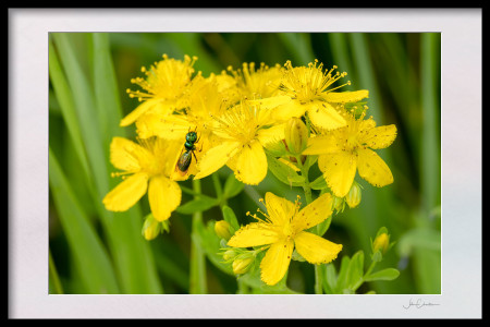 Ensign Wasp on Common St Johns Wort
