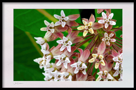 Milkweed Inflorescence Flowers