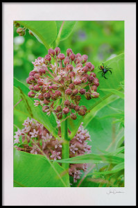 Red Backed Jumping Spider on Milkweed