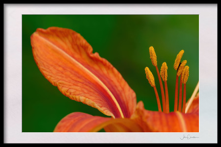The six stamens and wavy edged petals of the upright Orange Daylily
