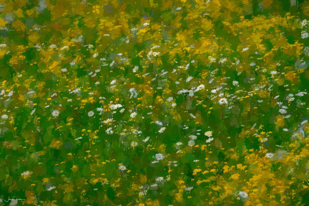 Daisies in the Field