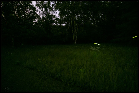 Fireflies and Daisies