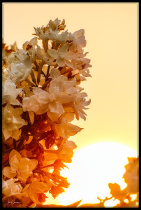 Lilac Sunrise