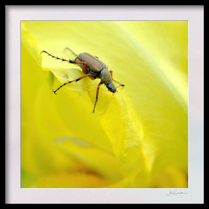 Soldier Beetle on Yellow iris