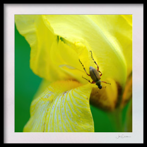 Soldier Beetle on Yellow iris