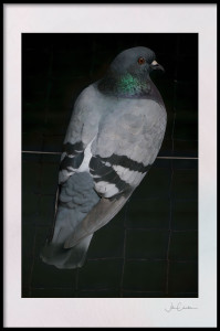 Pigeon 7