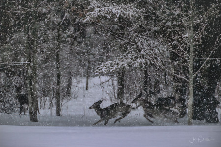 Deer Frolicking in the Snow