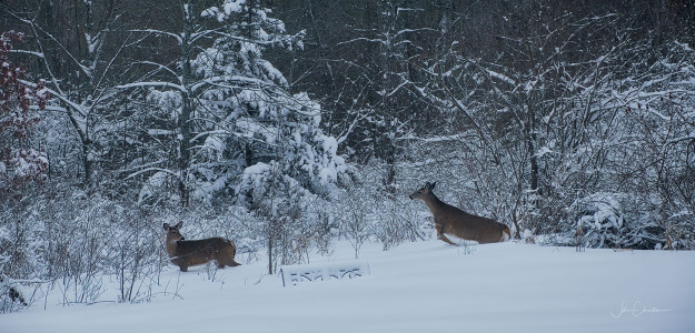 Deer in deep snow
