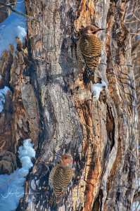 Male and Female Northern Flicker