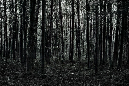 Backlit Front Forest