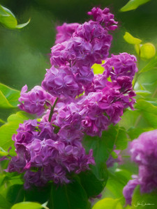 Deep Pruple Lilacs