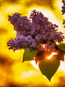 Lilacs at Sunrise