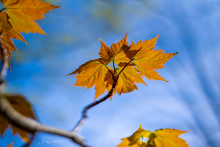 Young Sugar Maple Leaves