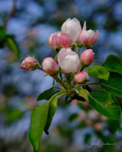 First Apple Blossoms