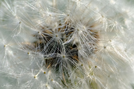 Dandelion Head Closeup