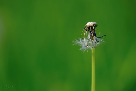 Late Stage Dandelion