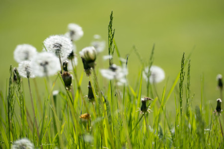 Meadow Grass with Dandelions