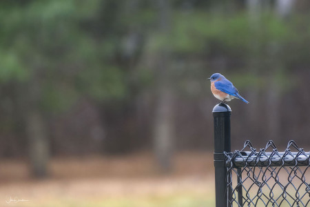 Bluebird on Fence