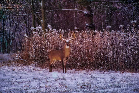 Buck in first snow