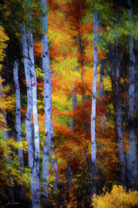 Birch-Trees-and-Autumn-Colours 3232 8
