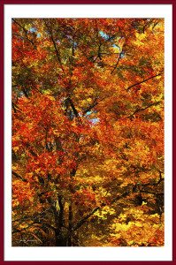 Oak-and-Maple-Framed-8111 Oct 22