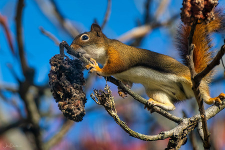 Red-Squirrel-in-Sumac-DSCF8230 30