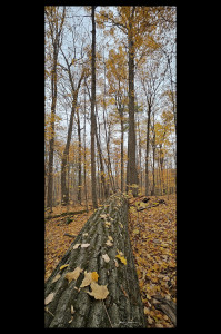 Fallen Tree - Peter's Woods
