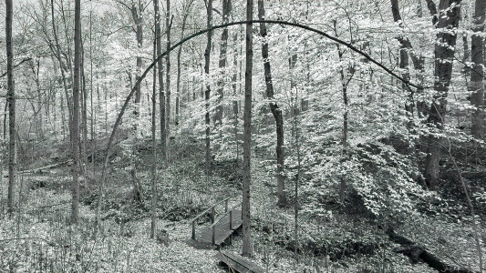 Entrance to Peter's Woods