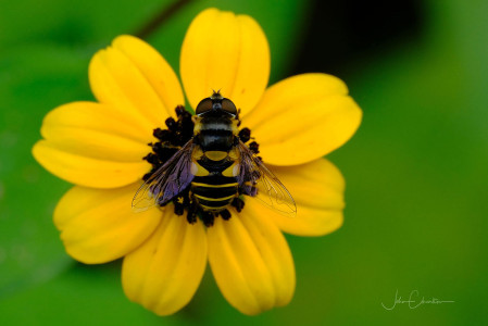 Hoverfly on Brown Eyed Susan